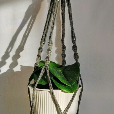 Suspensions Plantes